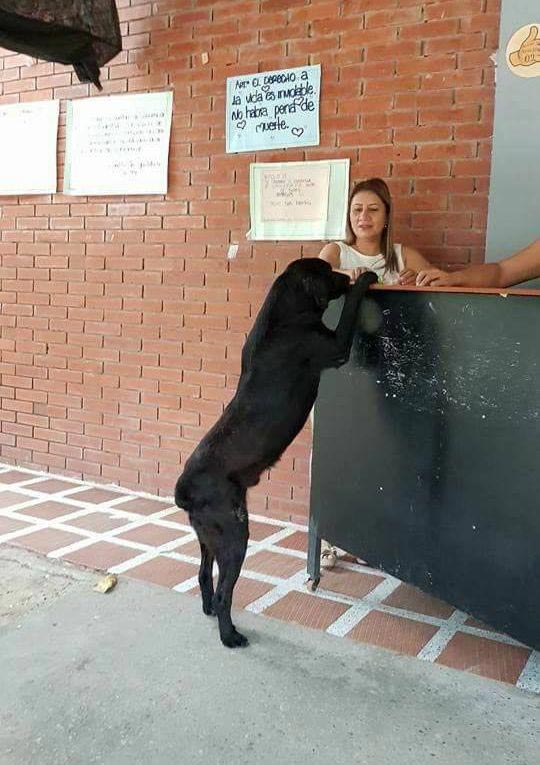 собака платить листьями, собака расплачивается листьями, животные пользуются деньгами, животные и деньги