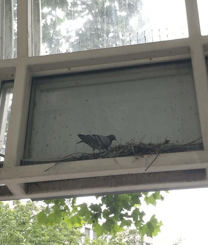 Человеческая глупость не знает границ, но отлично поднимает настроение, вот доказательства Человеческая глупость не знает границ, люди делают глупые вещи