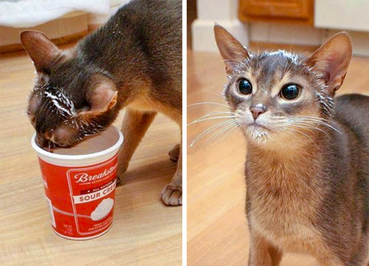 люди были пойманы на месте преступления, животные были пойманы на месте преступления