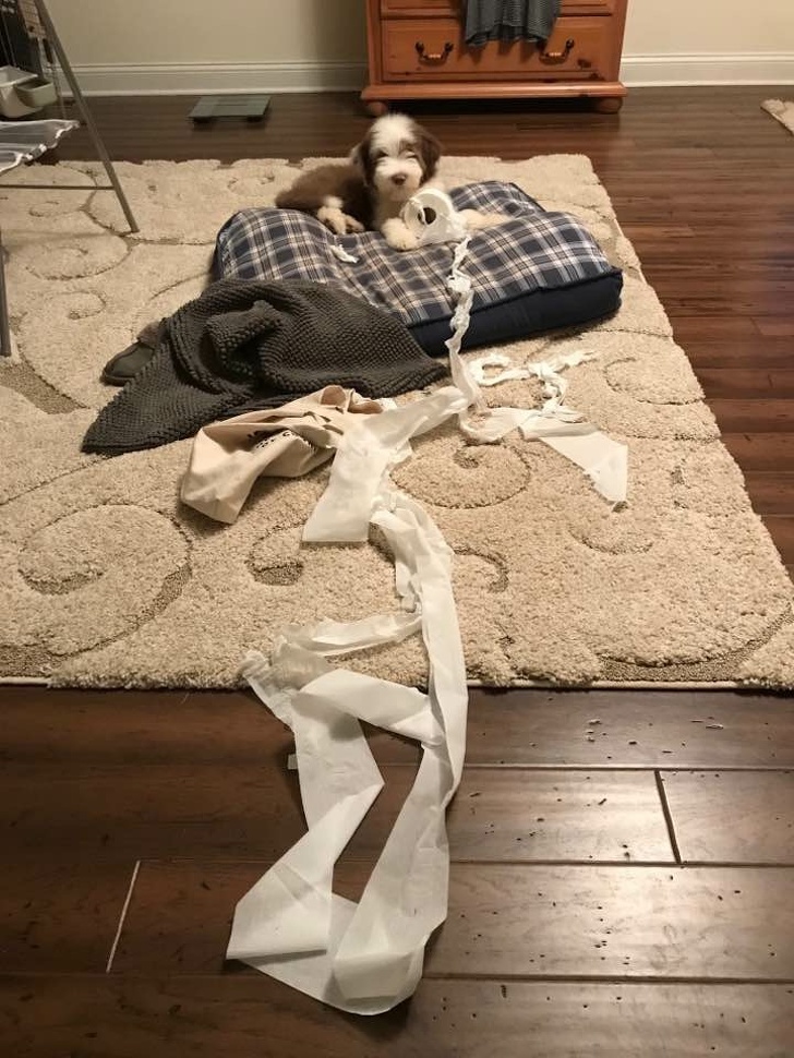 люди были пойманы на месте преступления, животные были пойманы на месте преступления