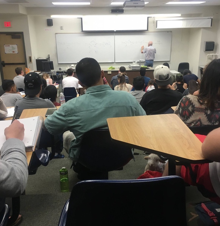 люди были пойманы на месте преступления, животные были пойманы на месте преступления