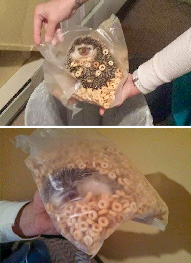 люди были пойманы на месте преступления, животные были пойманы на месте преступления