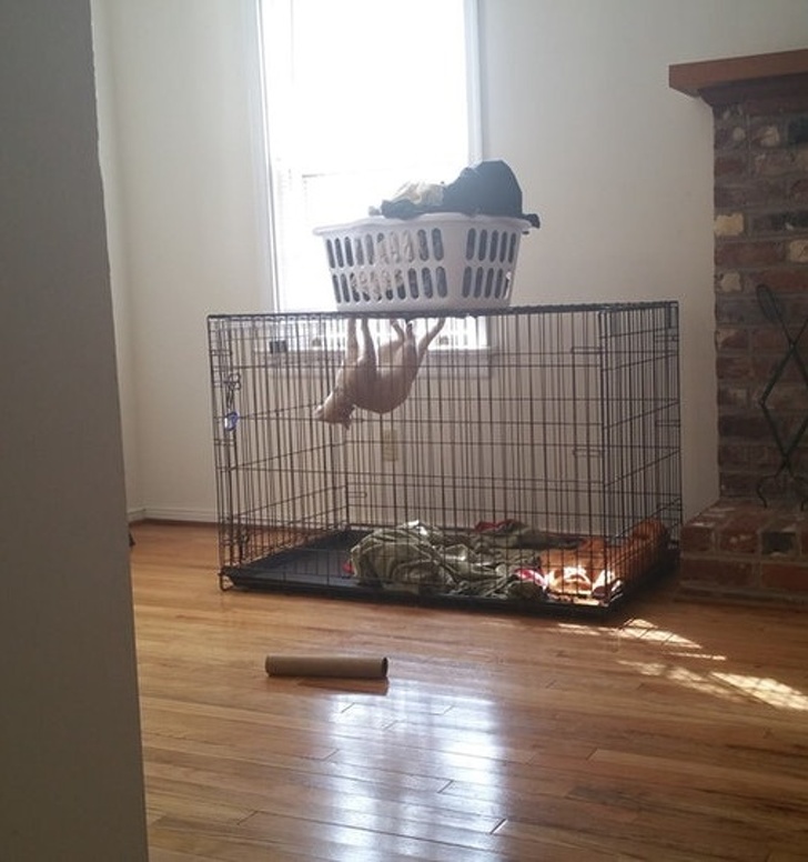 люди были пойманы на месте преступления, животные были пойманы на месте преступления