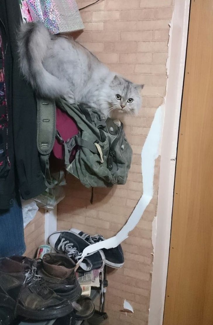 люди были пойманы на месте преступления, животные были пойманы на месте преступления