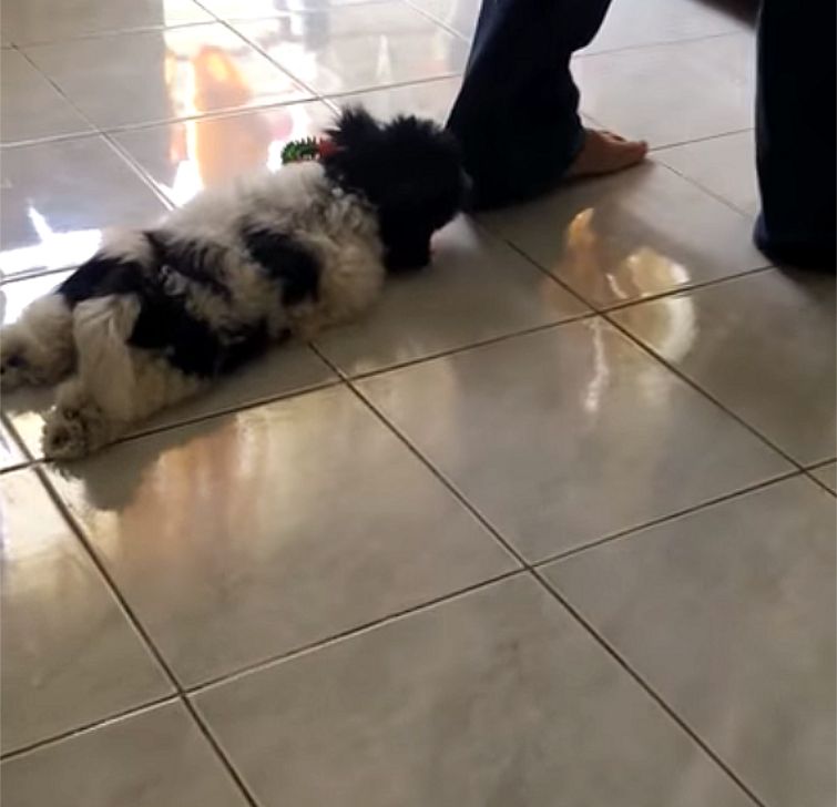 собака не хочет чтобы хозяин уходи, собака прицепилась к хозяину, собака волочится за хозяином