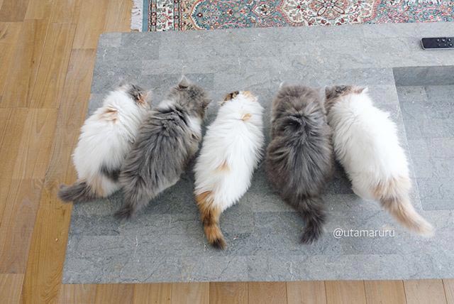 смешные коты, милые котики 