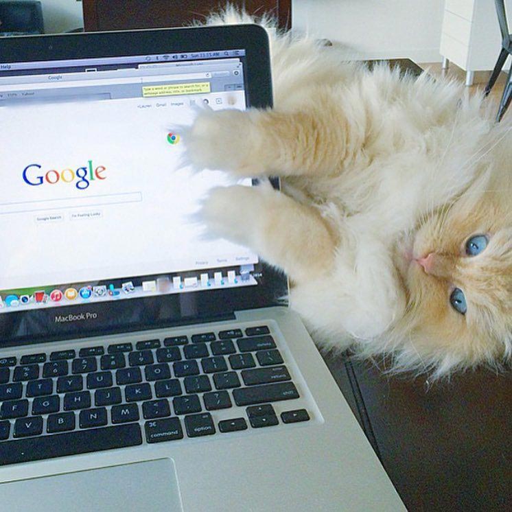 смешные коты, милые котики 