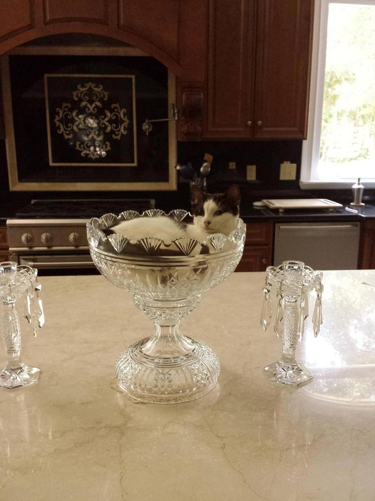 избалованные кошки, избаловали кошку, хозяева избаловали животное, хозяева избаловали кошку