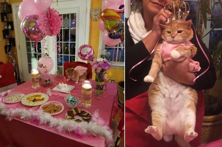 избалованные кошки, избаловали кошку, хозяева избаловали животное, хозяева избаловали кошку