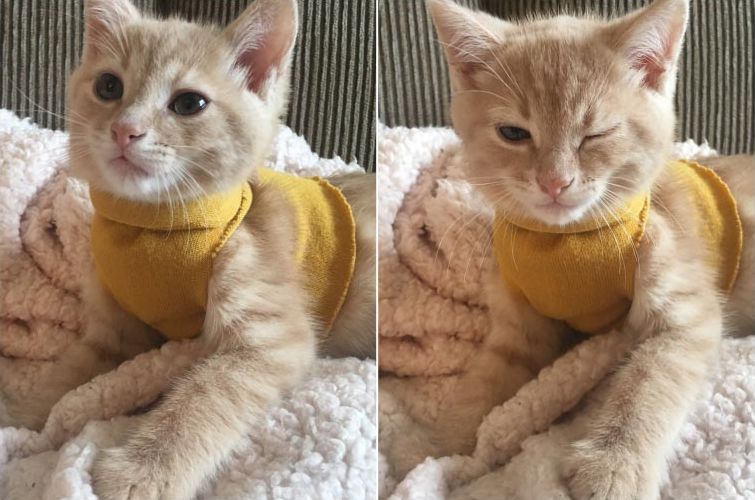 избалованные кошки, избаловали кошку, хозяева избаловали животное, хозяева избаловали кошку