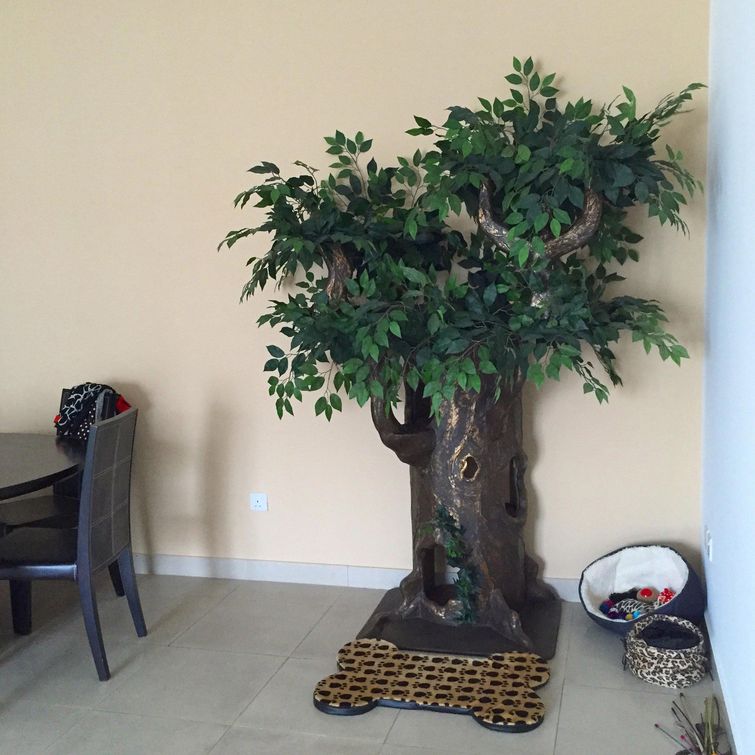 избалованные кошки, избаловали кошку, хозяева избаловали животное, хозяева избаловали кошку