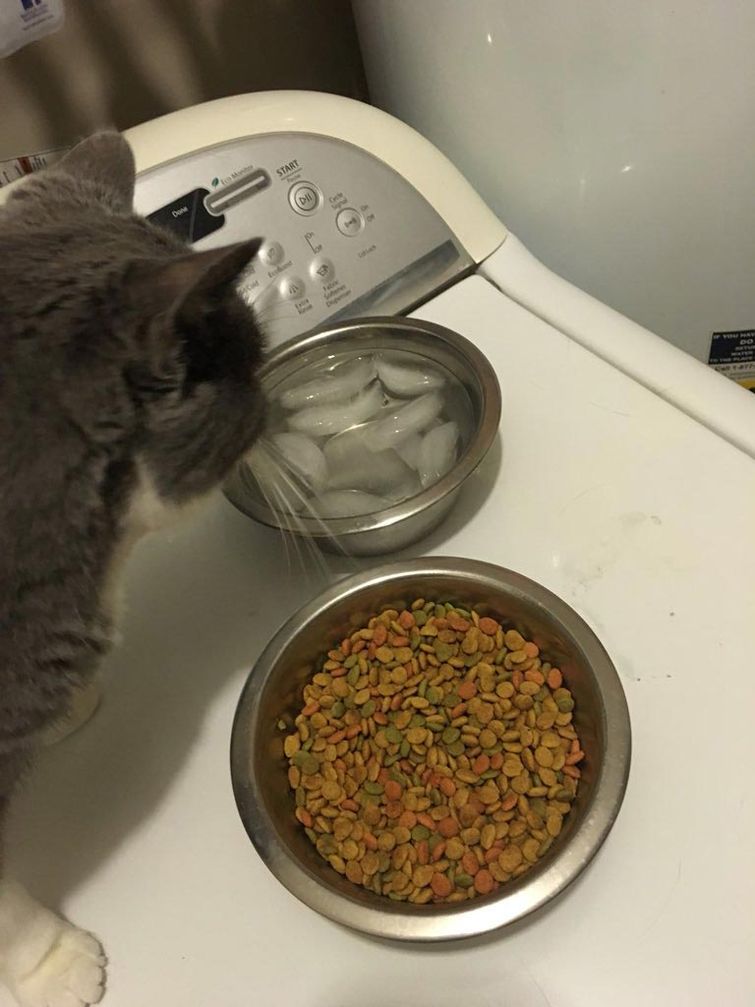 избалованные кошки, избаловали кошку, хозяева избаловали животное, хозяева избаловали кошку