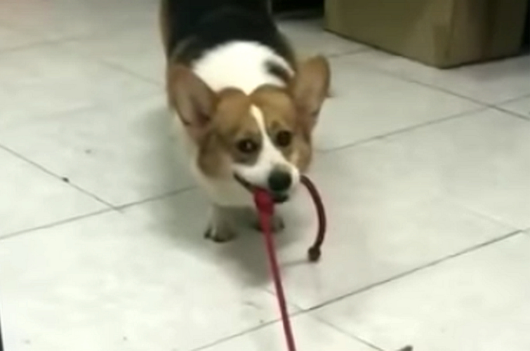 корги тащит на поводке видео, корги тащит на поводке, корги пытается заставить друга гулять