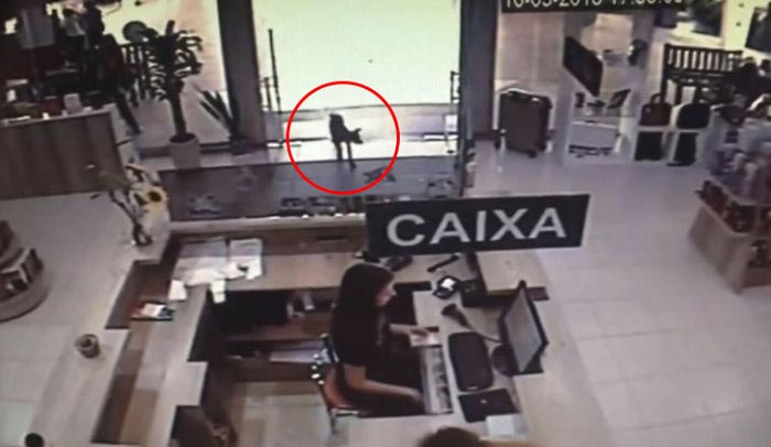 Бродячая собака украла книгу из книжного магазина, собака украла книгу