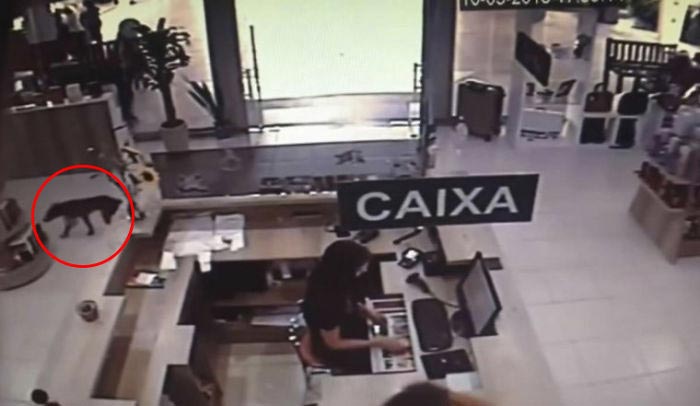 Бродячая собака украла книгу из книжного магазина, собака украла книгу