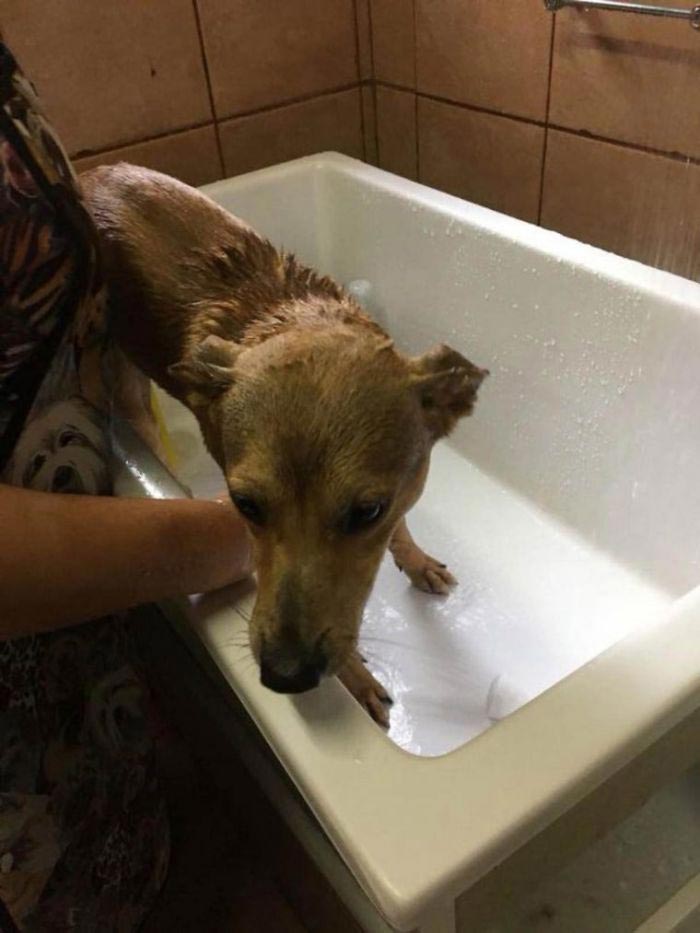 Бродячая собака украла книгу из книжного магазина, собака украла книгу