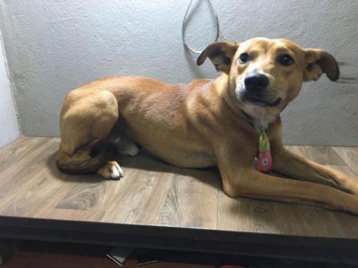 Бродячая собака украла книгу из книжного магазина, собака украла книгу