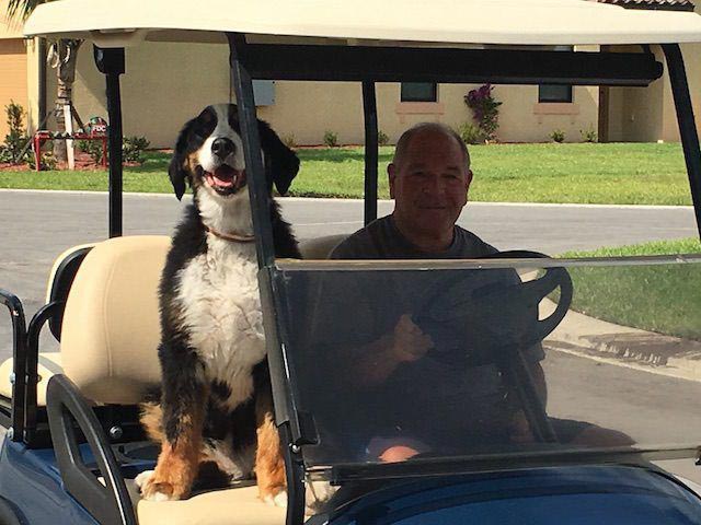 судья обидчики животных, наказание обидчики животных, приговор для обидчиков животных