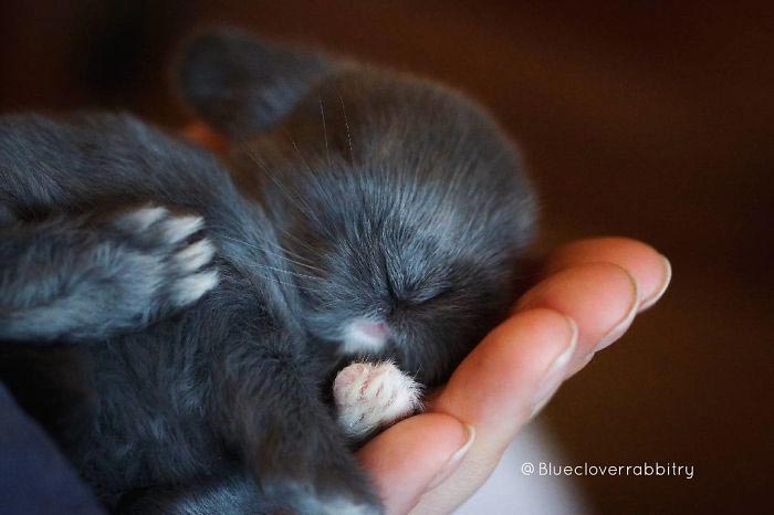 милые кролики, Blue Clover Rabbitry