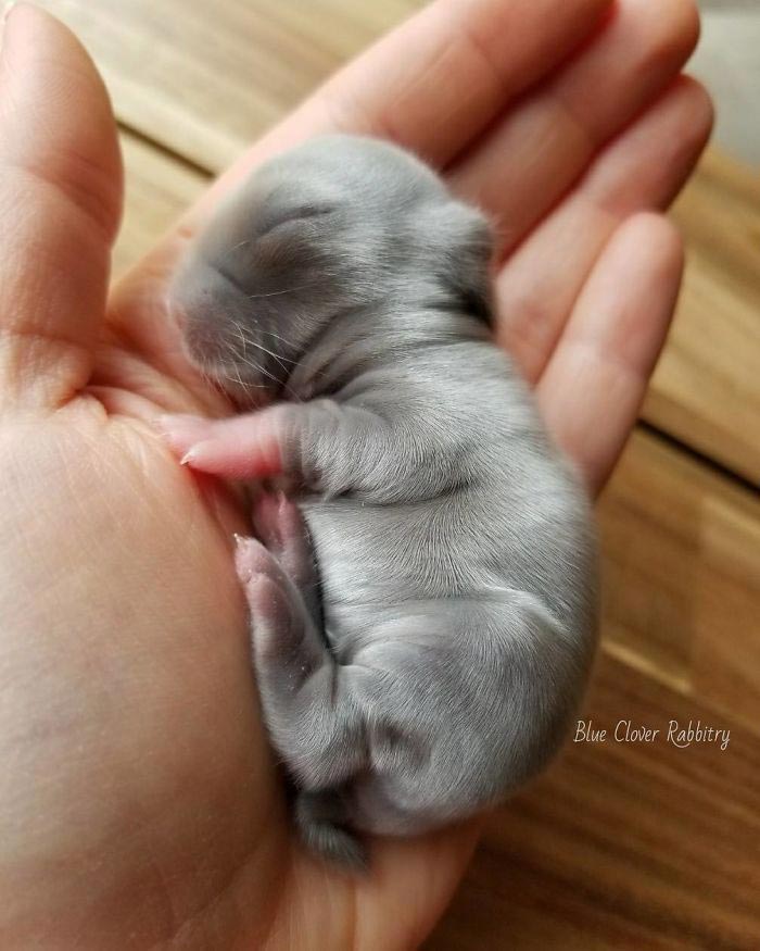 милые кролики, Blue Clover Rabbitry