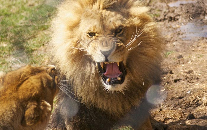 безумные идеи, гениальные идеи, странные идеи