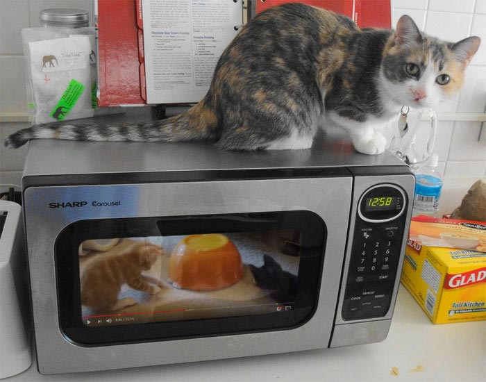 безумные идеи, гениальные идеи, странные идеи