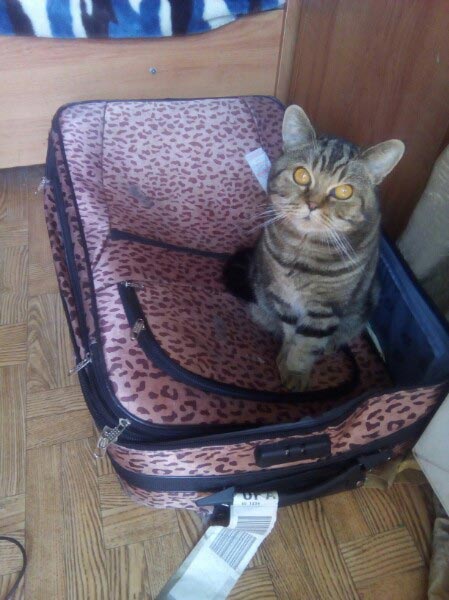 это я, паблик это я, тотемное животное