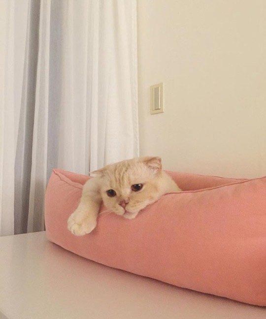 это я, паблик это я, тотемное животное