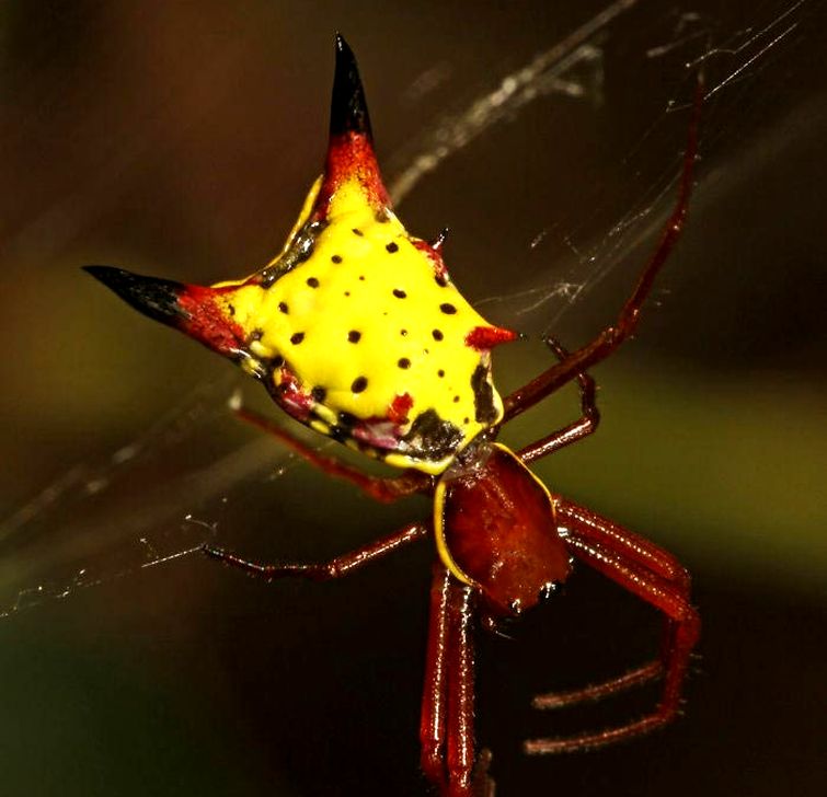 Micrathena sagittata, стреловидный микротратен, паук похожий на пикачу