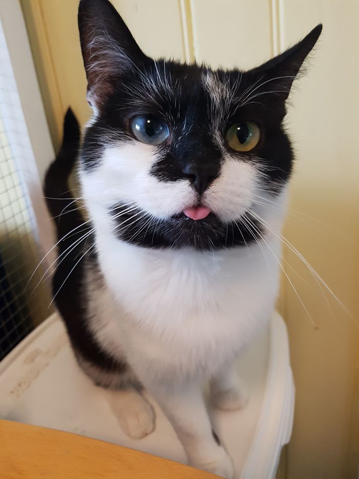 Девушка рассказала каково работать в приюте для кошек, Ингрид Вульф 