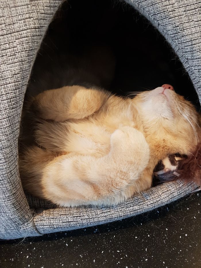 Девушка рассказала каково работать в приюте для кошек, Ингрид Вульф 