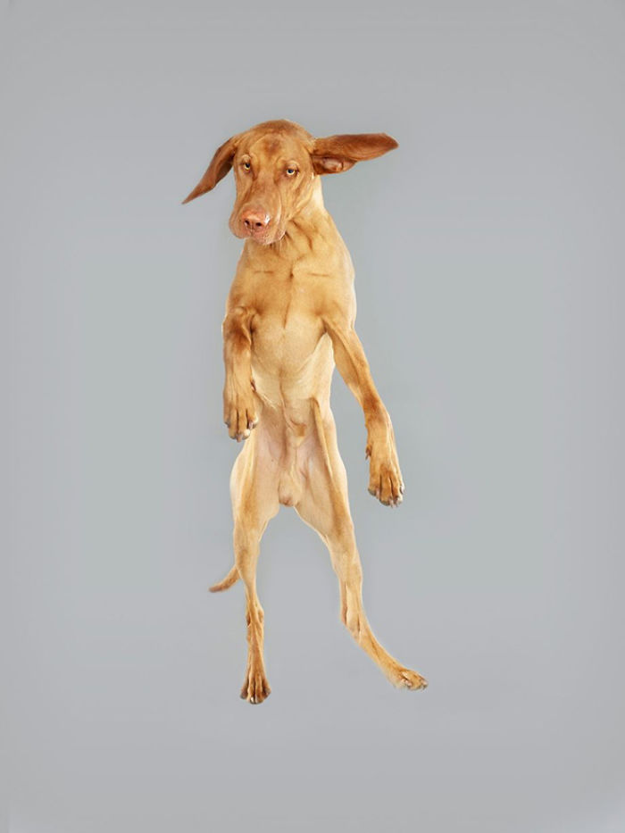 летающие собаки, Юлия Кристи, Julia Christe