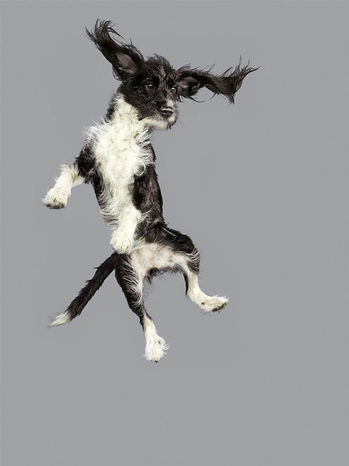 летающие собаки, Юлия Кристи, Julia Christe