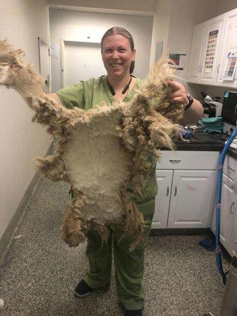 собака до и после стрижки, с собаки состригли ковер, собака ковёр из шерсти, собака состригли грязную шерсть