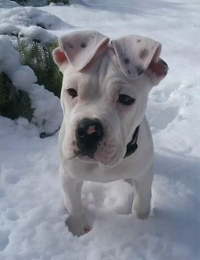 прелестные щенки, красивые щенята