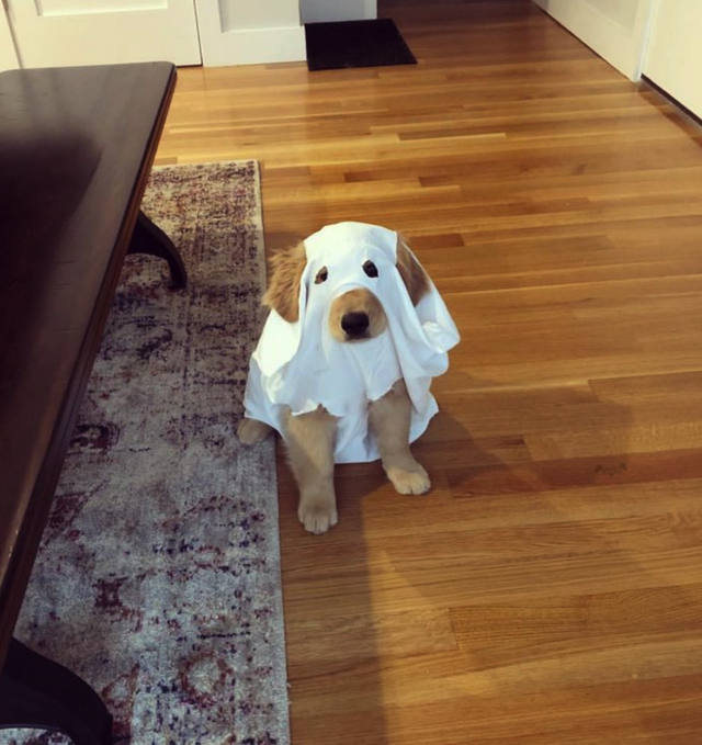 прелестные щенки, красивые щенята