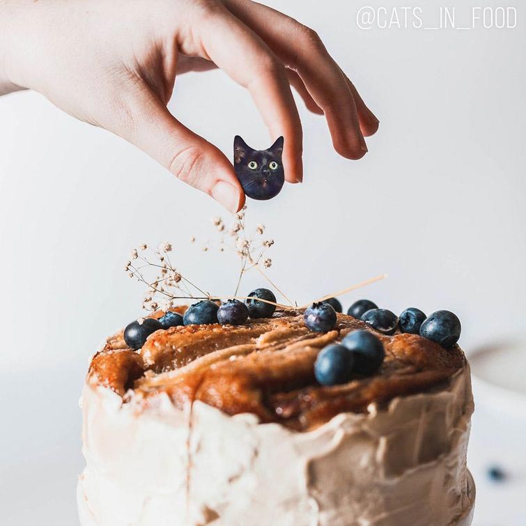 Коты в еде, кошки в еде, кошки и еда фотошоп, прифотошопила кошек к еде