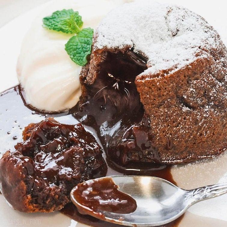 Коты в еде, кошки в еде, кошки и еда фотошоп, прифотошопила кошек к еде