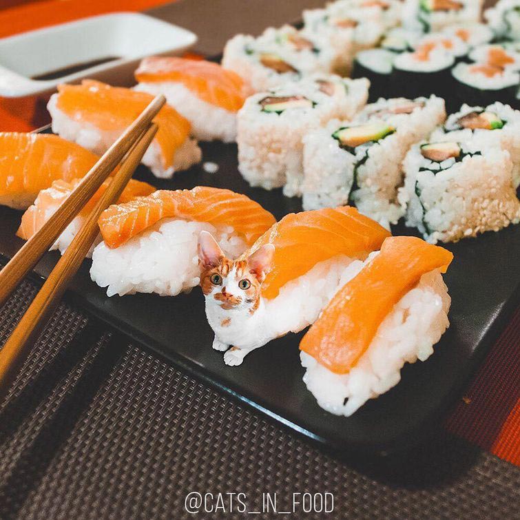 Коты в еде, кошки в еде, кошки и еда фотошоп, прифотошопила кошек к еде