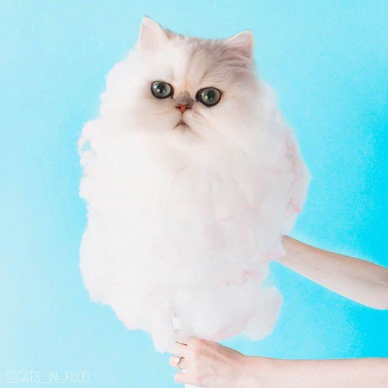 Коты в еде, кошки в еде, кошки и еда фотошоп, прифотошопила кошек к еде