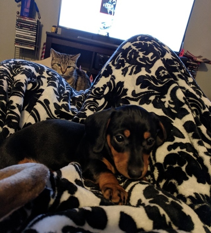 люди завидуют, животные завидуют 