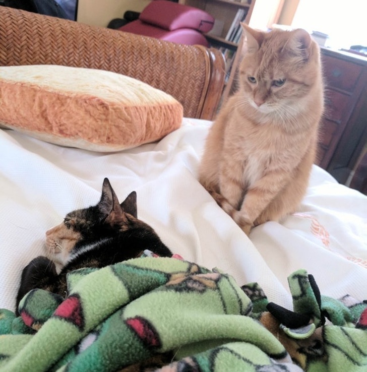 люди завидуют, животные завидуют 