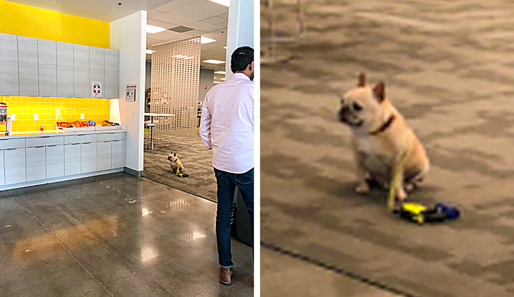 люди завидуют, животные завидуют 