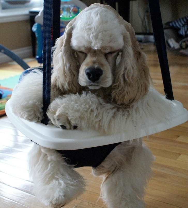 люди завидуют, животные завидуют 