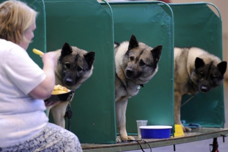 люди завидуют, животные завидуют 