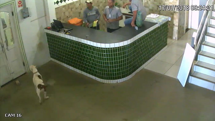 рабочие испугались питубля, питбуль забежал к рабочим 