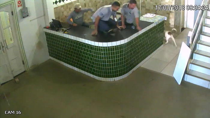 рабочие испугались питубля, питбуль забежал к рабочим 