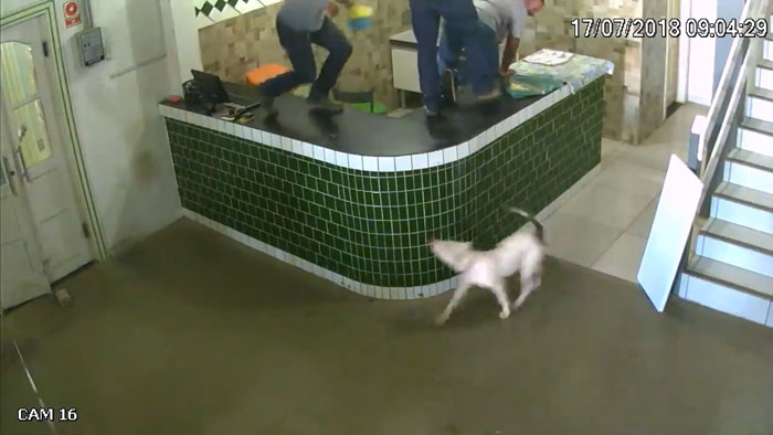 рабочие испугались питубля, питбуль забежал к рабочим 