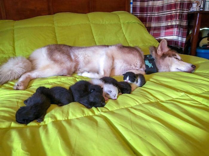 хаски баннер, хаски спасла котят 