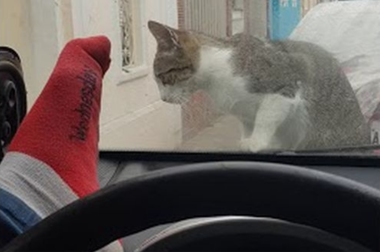 Коты на капоте машины